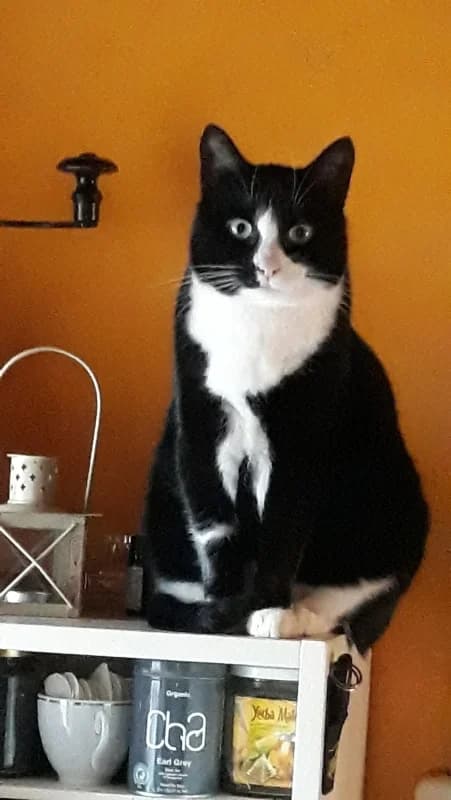 Mäksi, male Mixed Breed for adoption at Pesaleidja MTÜ, Pesaleidja photo 5