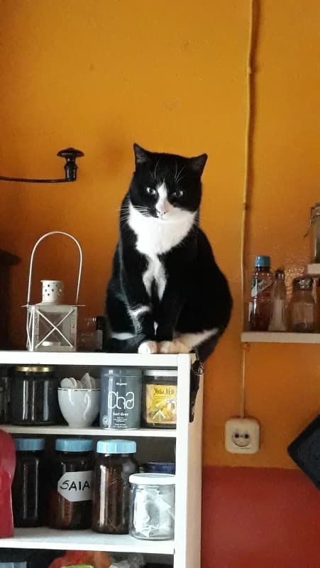 Mäksi, male Mixed Breed for adoption at Pesaleidja MTÜ, Pesaleidja photo 6