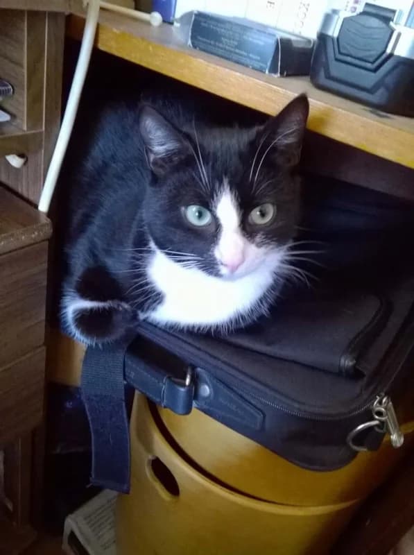 Mäksi, male Mixed Breed for adoption at Pesaleidja MTÜ, Pesaleidja photo 7