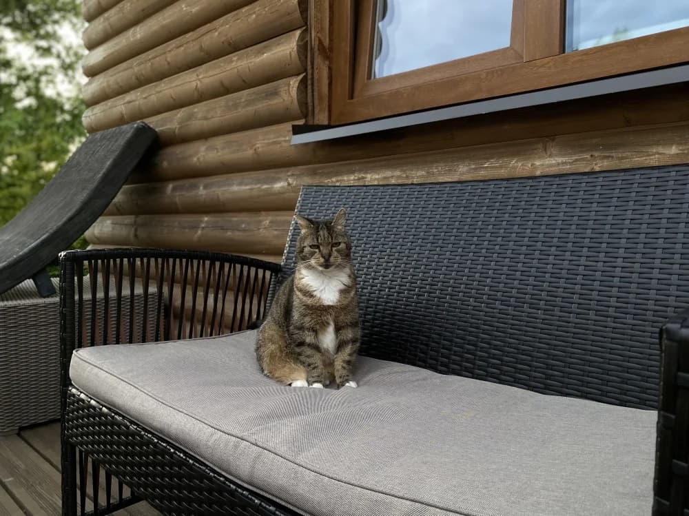 Teet, male Mixed Breed for adoption at Pesaleidja