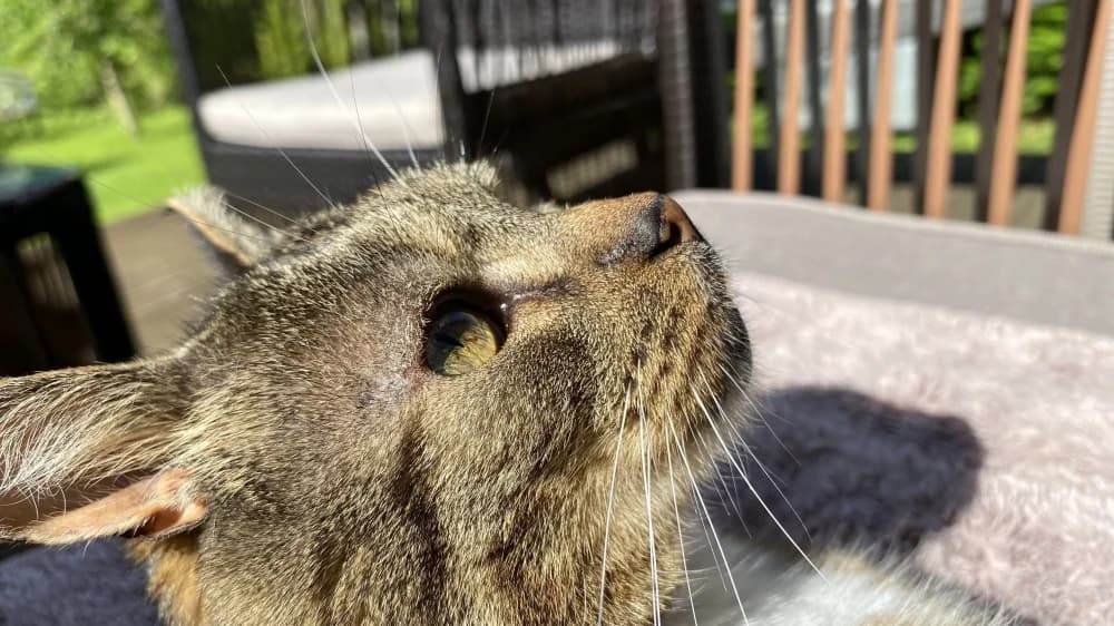Teet, male Mixed Breed for adoption at Pesaleidja MTÜ, Pesaleidja photo 2