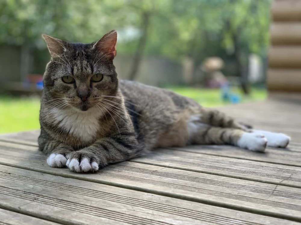 Teet, male Mixed Breed for adoption at Pesaleidja MTÜ, Pesaleidja photo 3