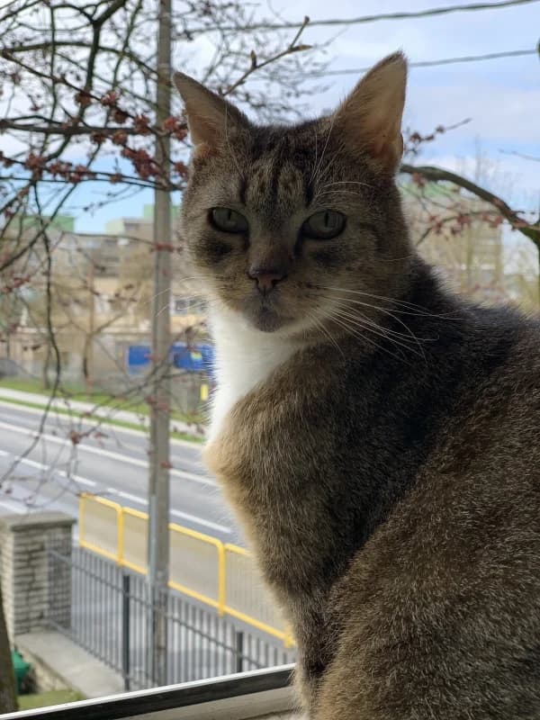Teet, male Mixed Breed for adoption at Pesaleidja MTÜ, Pesaleidja photo 4