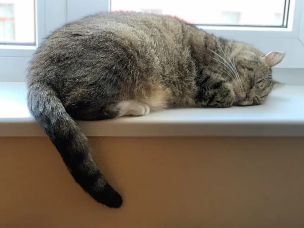 Teet, male Mixed Breed for adoption at Pesaleidja MTÜ, Pesaleidja photo 5