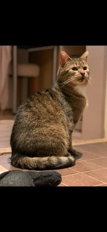 Teet, male Mixed Breed for adoption at Pesaleidja MTÜ, Pesaleidja photo 6