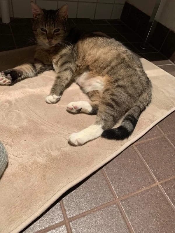 Teet, male Mixed Breed for adoption at Pesaleidja MTÜ, Pesaleidja photo 7