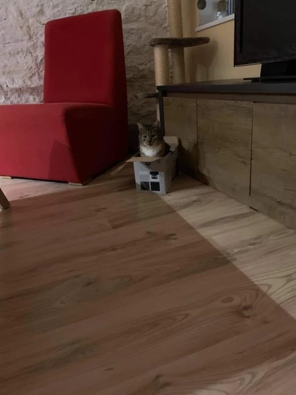 Teet, male Mixed Breed for adoption at Pesaleidja MTÜ, Pesaleidja photo 8