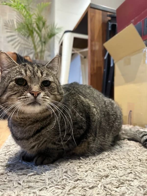 Berta,  Mixed Breed for adoption at Pesaleidja