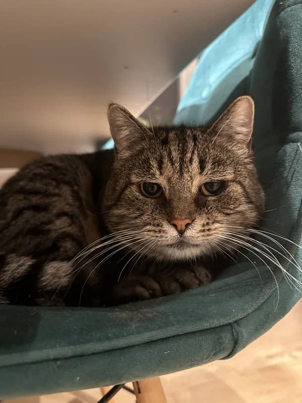 Berta,  Mixed Breed for adoption at Pesaleidja MTÜ, Pesaleidja photo 2