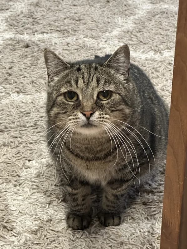 Berta,  Mixed Breed for adoption at Pesaleidja MTÜ, Pesaleidja photo 3