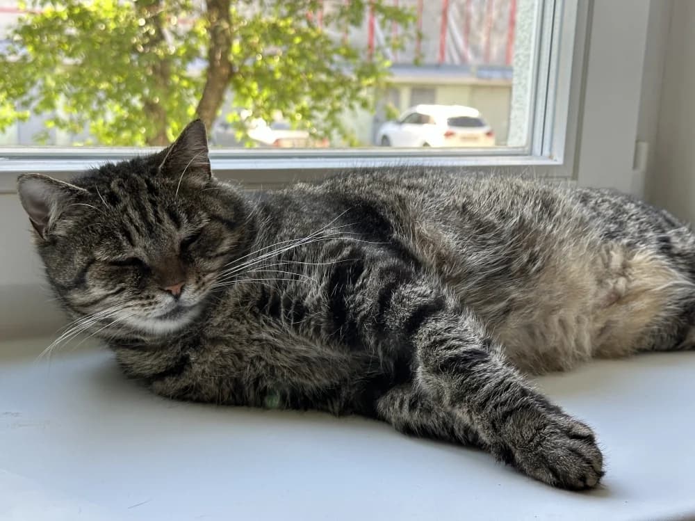 Berta,  Mixed Breed for adoption at Pesaleidja MTÜ, Pesaleidja photo 4