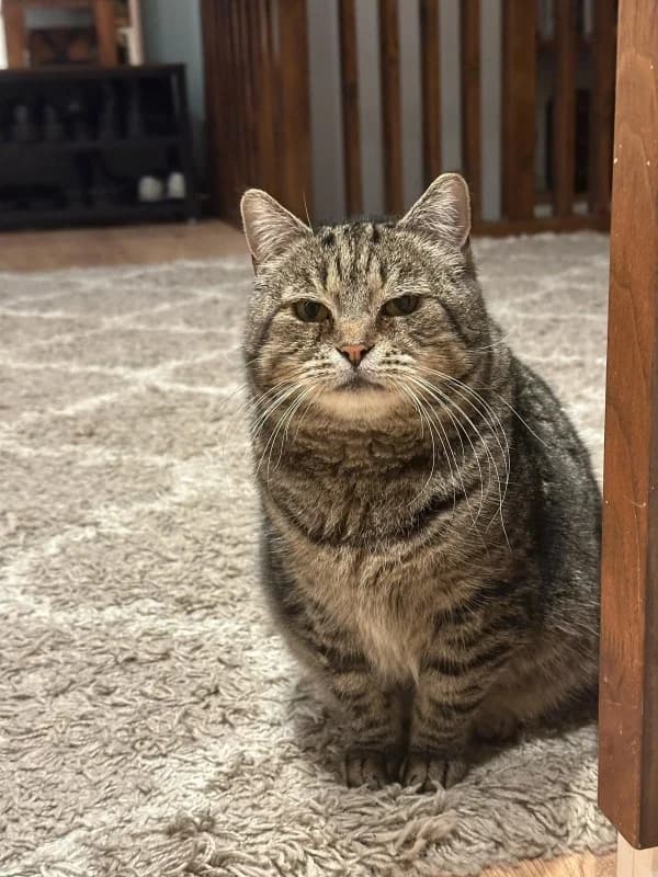 Berta,  Mixed Breed for adoption at Pesaleidja MTÜ, Pesaleidja photo 5