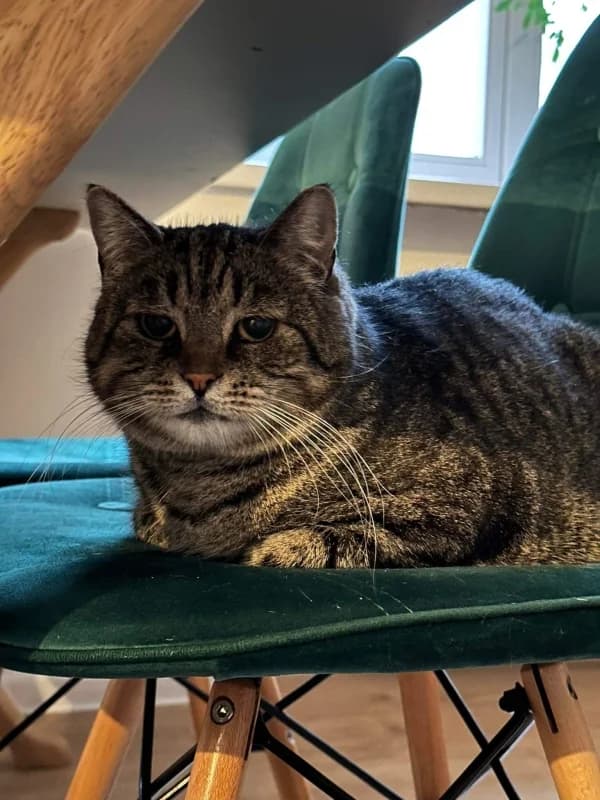 Berta,  Mixed Breed for adoption at Pesaleidja MTÜ, Pesaleidja photo 6