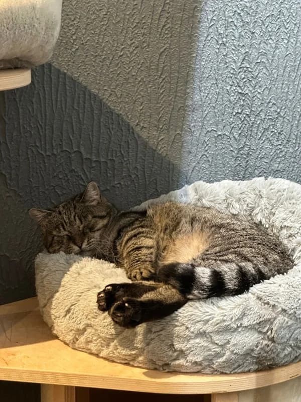 Berta,  Mixed Breed for adoption at Pesaleidja MTÜ, Pesaleidja photo 7