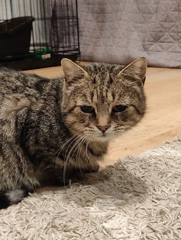 Berta,  Mixed Breed for adoption at Pesaleidja MTÜ, Pesaleidja photo 8