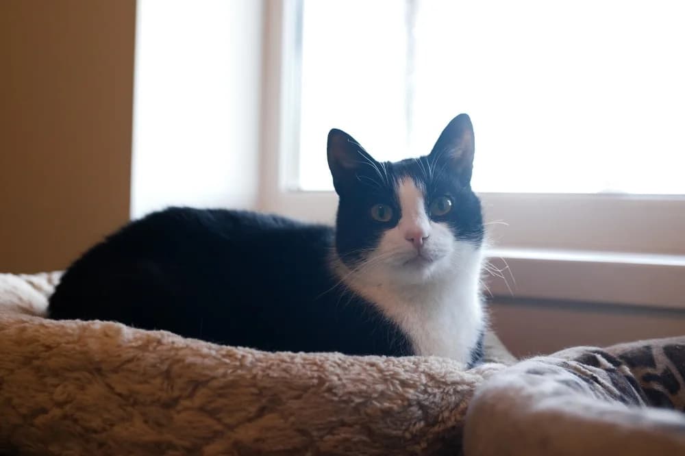 Pippin, male Mixed Breed for adoption at Pesaleidja