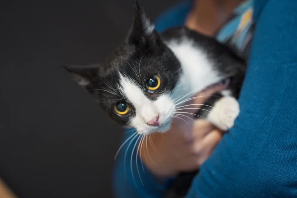 Pippin, male Mixed Breed for adoption at Pesaleidja MTÜ, Pesaleidja photo 2