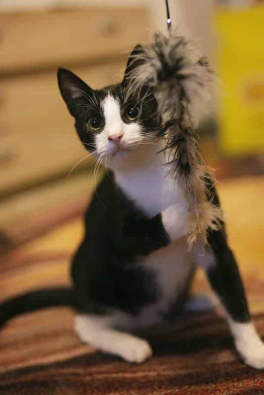 Pippin, male Mixed Breed for adoption at Pesaleidja MTÜ, Pesaleidja photo 3