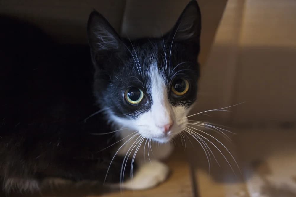 Pippin, male Mixed Breed for adoption at Pesaleidja MTÜ, Pesaleidja photo 4