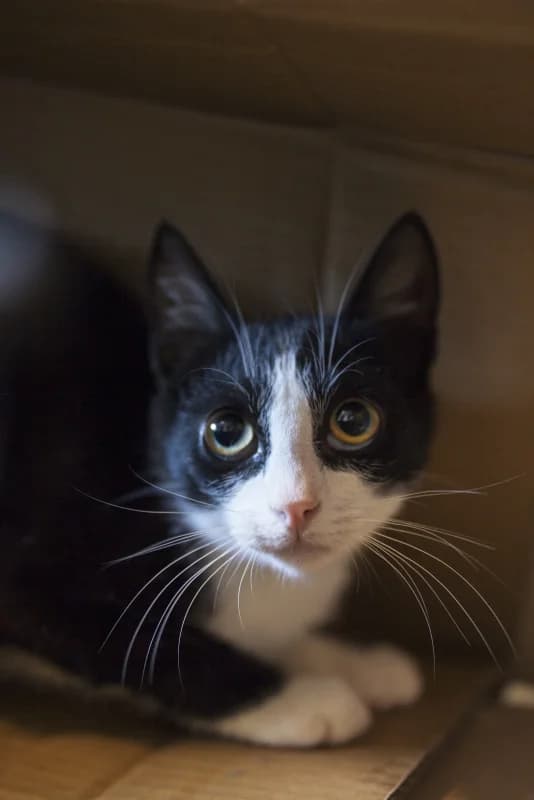 Pippin, male Mixed Breed for adoption at Pesaleidja MTÜ, Pesaleidja photo 5