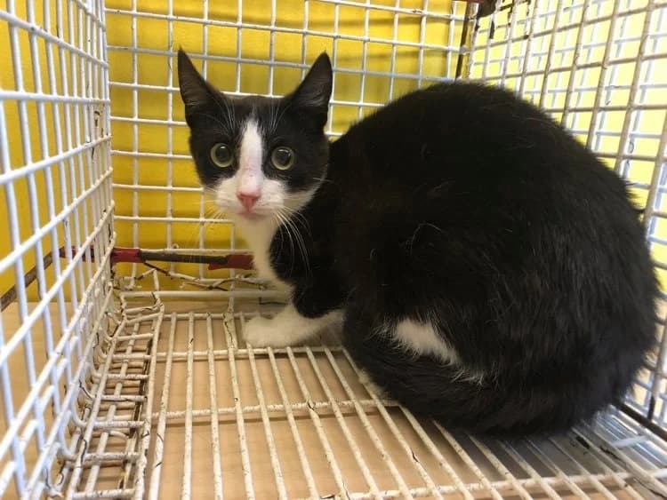 Pippin, male Mixed Breed for adoption at Pesaleidja MTÜ, Pesaleidja photo 6