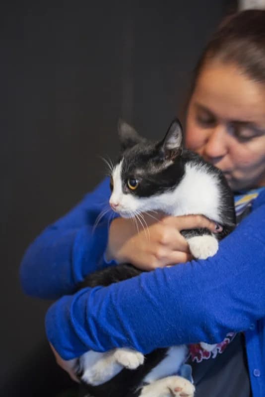 Pippin, male Mixed Breed for adoption at Pesaleidja MTÜ, Pesaleidja photo 7