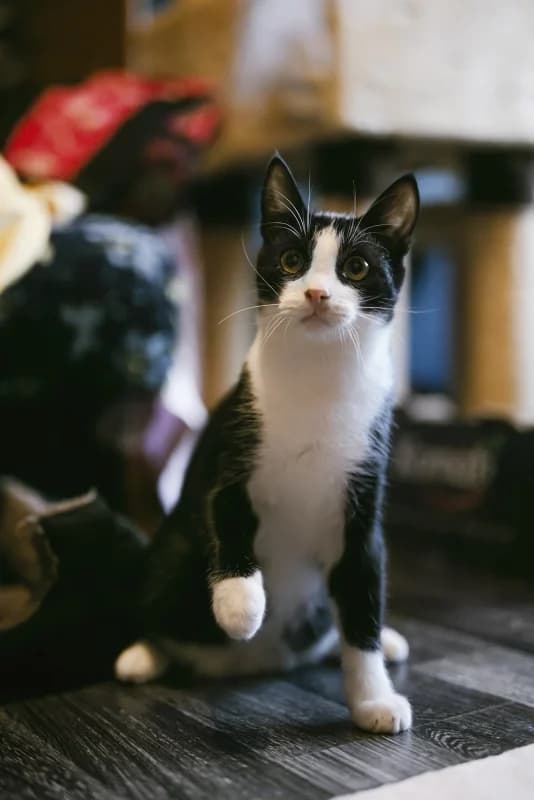 Pippin, male Mixed Breed for adoption at Pesaleidja MTÜ, Pesaleidja photo 8