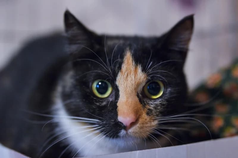 Jade, must  6yo Mixed Breed for adoption at Pesaleidja MTÜ, Pesaleidja