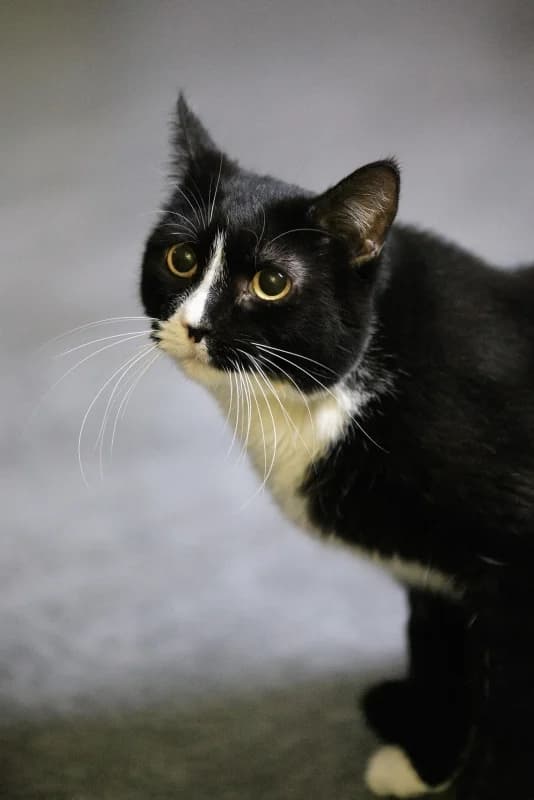 Simoone, must female 5yo Mixed Breed for adoption at Pesaleidja MTÜ, Pesaleidja