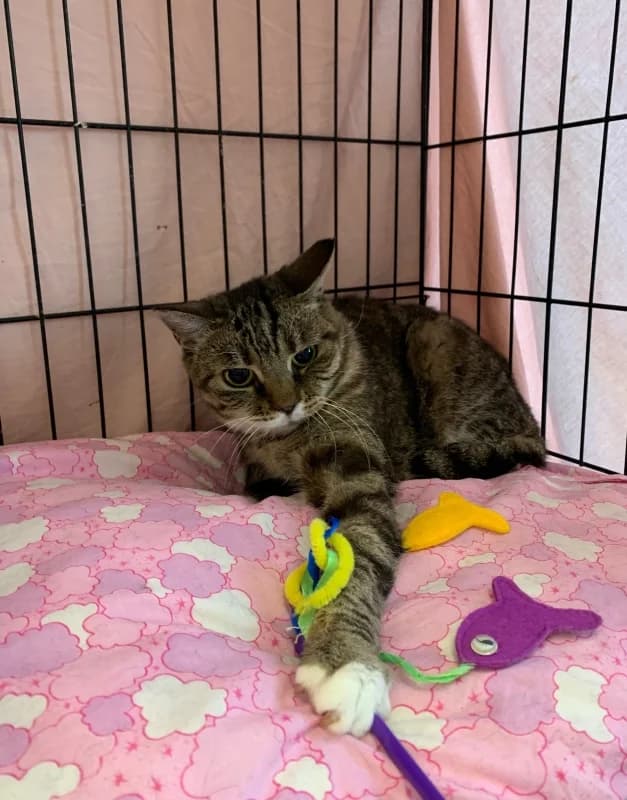 Mosi,  Mixed Breed for adoption at Pesaleidja