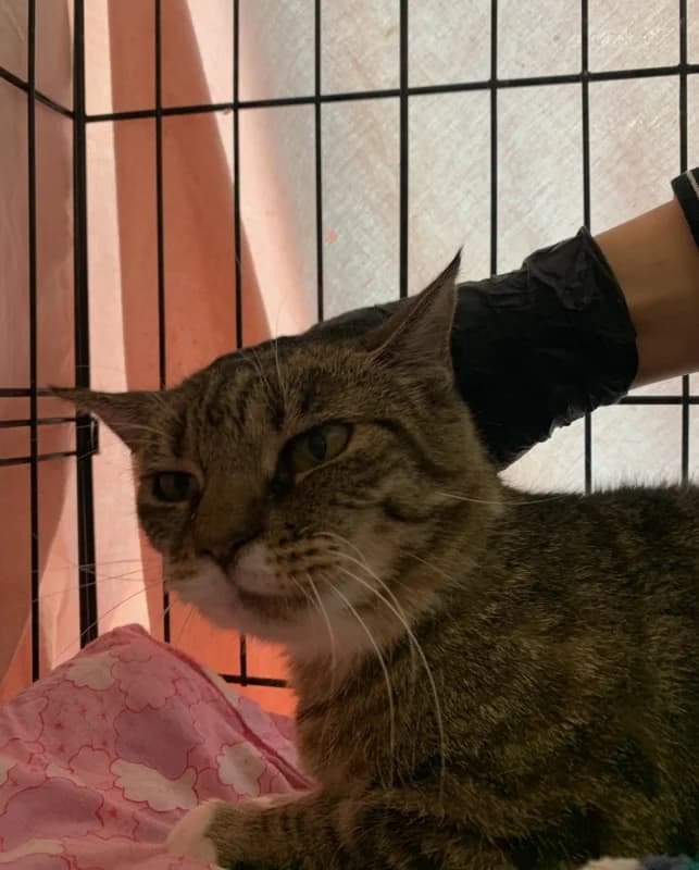 Mosi,  Mixed Breed for adoption at Pesaleidja MTÜ, Pesaleidja photo 2