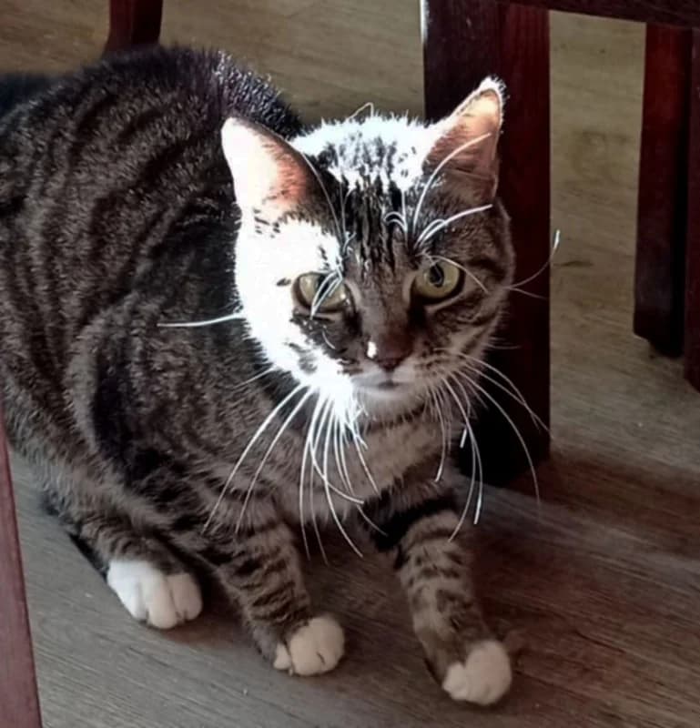 Mosi,  Mixed Breed for adoption at Pesaleidja MTÜ, Pesaleidja photo 3