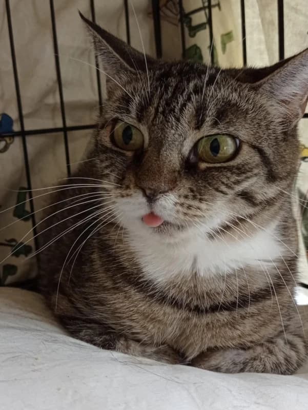 Mosi,  Mixed Breed for adoption at Pesaleidja MTÜ, Pesaleidja photo 4