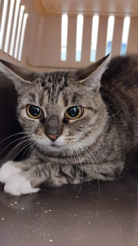 Mosi,  Mixed Breed for adoption at Pesaleidja MTÜ, Pesaleidja photo 5