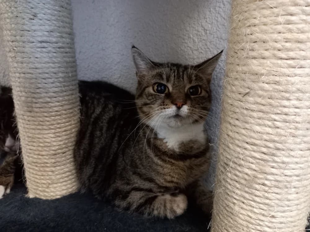 Mosi,  Mixed Breed for adoption at Pesaleidja MTÜ, Pesaleidja photo 6