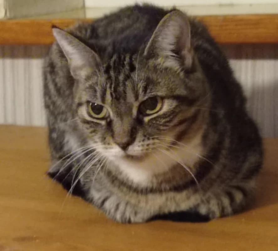 Mosi,  Mixed Breed for adoption at Pesaleidja MTÜ, Pesaleidja photo 7