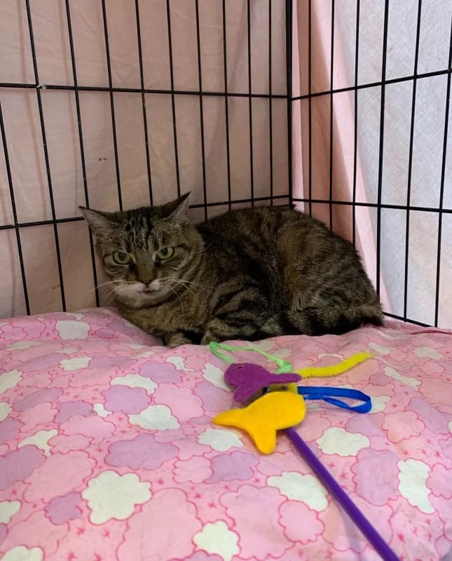 Mosi,  Mixed Breed for adoption at Pesaleidja MTÜ, Pesaleidja photo 8