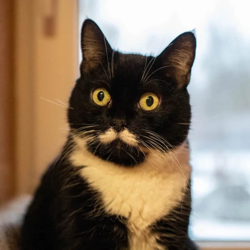 Luna,  senior Mixed Breed for adoption at Pesaleidja MTÜ, Pesaleidja