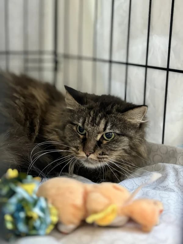 Ikela,  Mixed Breed for adoption at Pesaleidja