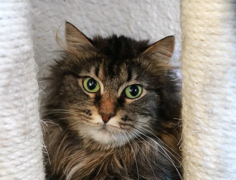 Ikela,  Mixed Breed for adoption at Pesaleidja MTÜ, Pesaleidja photo 2