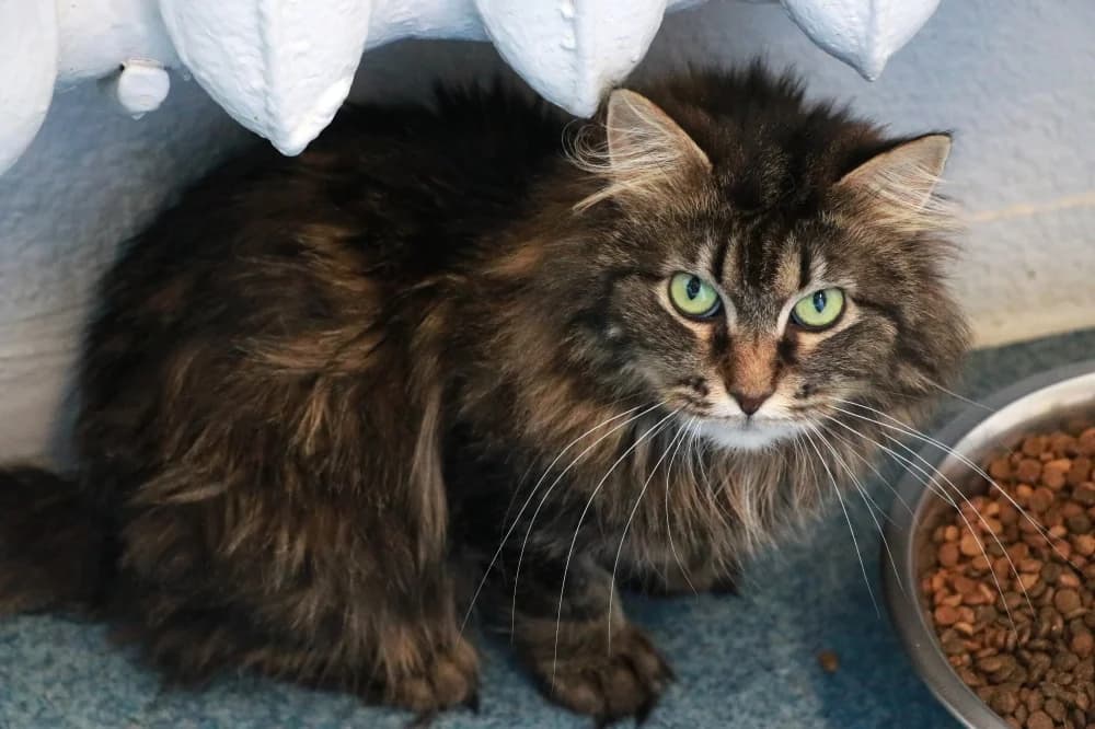 Ikela,  Mixed Breed for adoption at Pesaleidja MTÜ, Pesaleidja photo 3