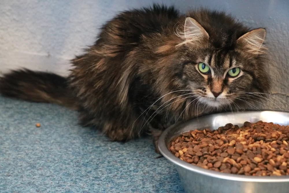 Ikela,  Mixed Breed for adoption at Pesaleidja MTÜ, Pesaleidja photo 4