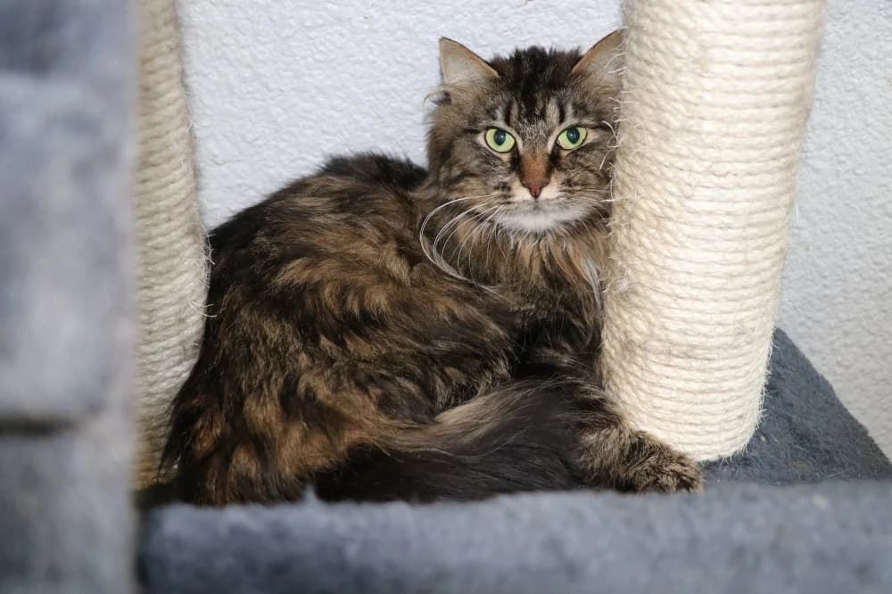 Ikela,  Mixed Breed for adoption at Pesaleidja MTÜ, Pesaleidja photo 5