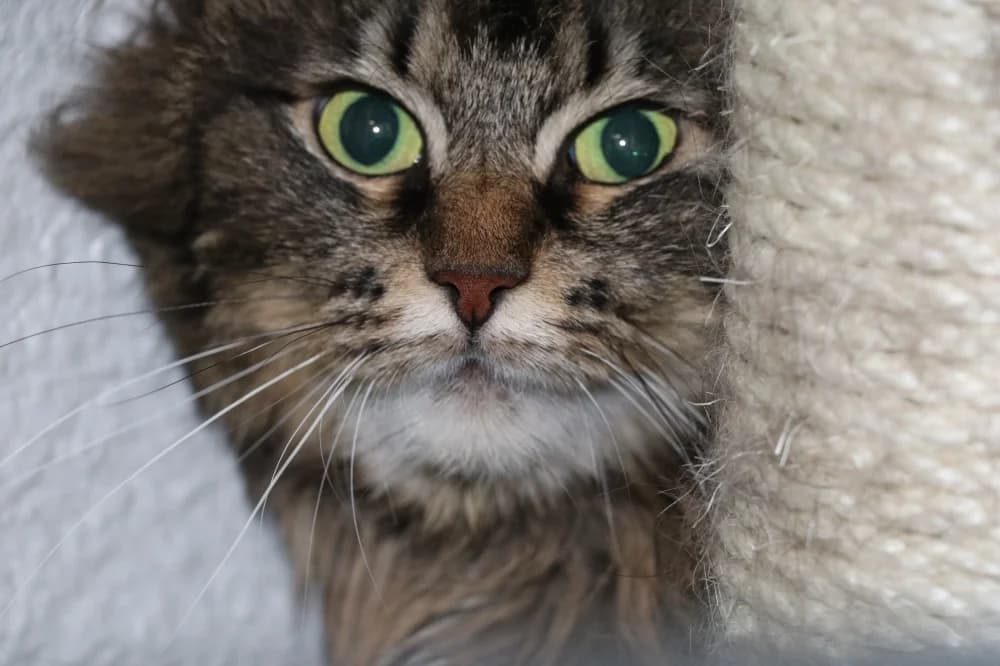 Ikela,  Mixed Breed for adoption at Pesaleidja MTÜ, Pesaleidja photo 7