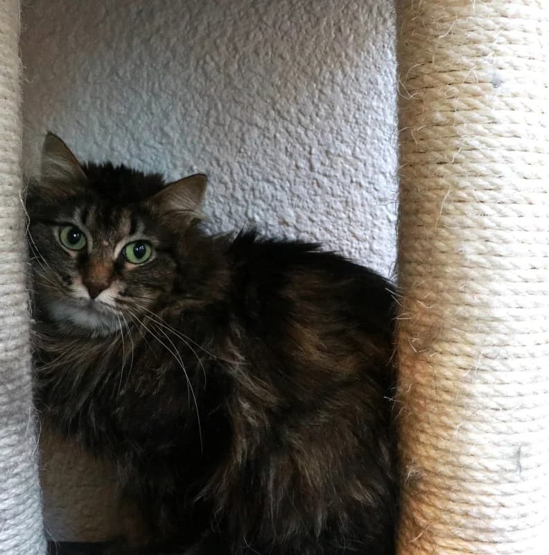 Ikela,  Mixed Breed for adoption at Pesaleidja MTÜ, Pesaleidja photo 8