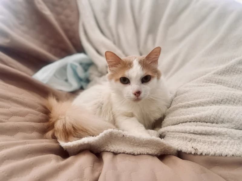 Tobias,  Mixed Breed for adoption at Pesaleidja