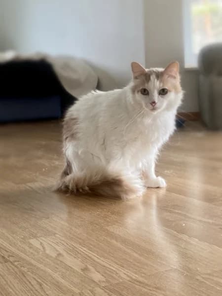 Tobias,  Mixed Breed for adoption at Pesaleidja MTÜ, Pesaleidja photo 2