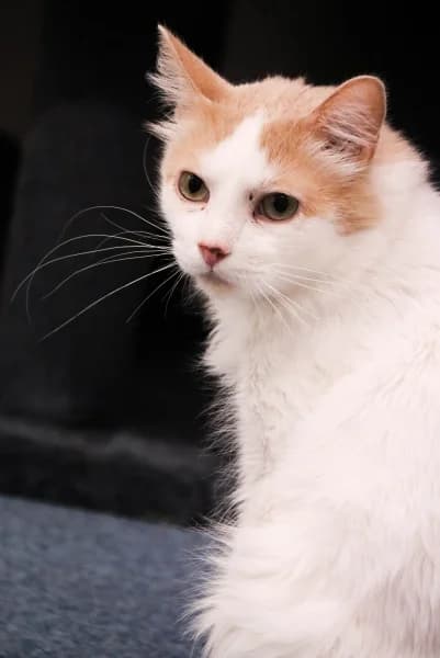 Tobias,  Mixed Breed for adoption at Pesaleidja MTÜ, Pesaleidja photo 3