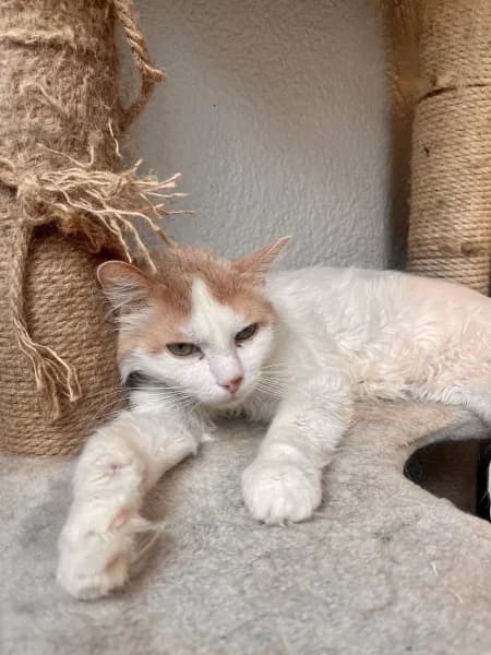 Tobias,  Mixed Breed for adoption at Pesaleidja MTÜ, Pesaleidja photo 4