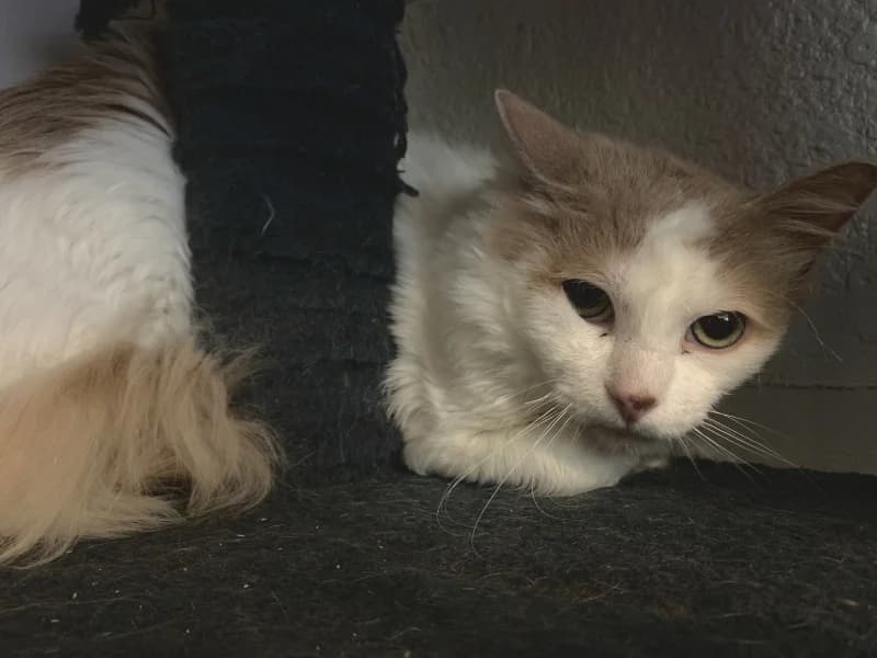 Tobias,  Mixed Breed for adoption at Pesaleidja MTÜ, Pesaleidja photo 5
